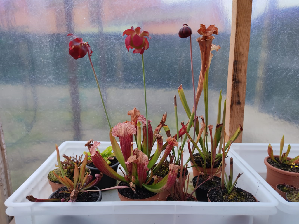 carnivorous plants