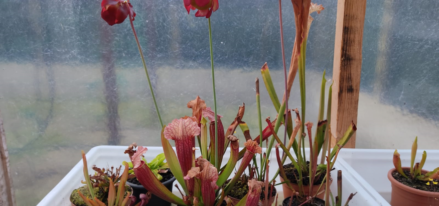 carnivorous plants